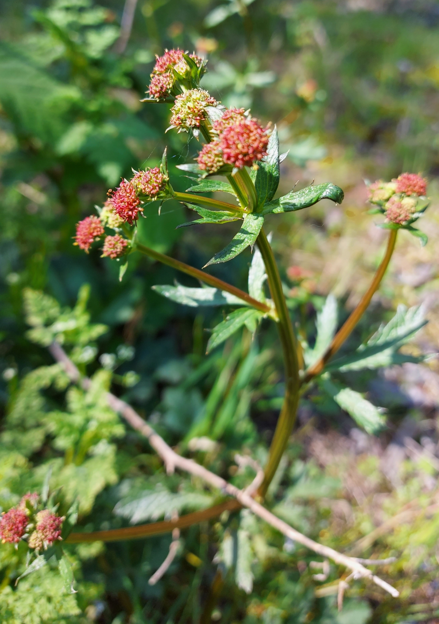 Sanicula crassicaulis var. tripartita