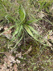 Microseris laciniata
