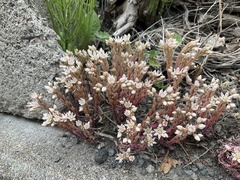 Sedum hispanicum
