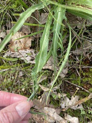 Microseris laciniata