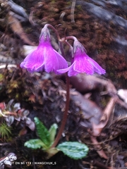 Primula tsariensis