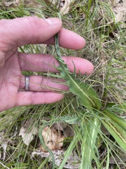 Microseris laciniata