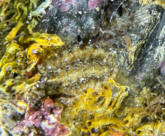 Acanthochitona crinita