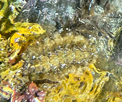 Acanthochitona crinita