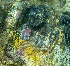 Acanthochitona crinita