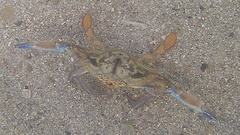 Callinectes marginatus