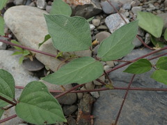 Vigna reflexopilosa