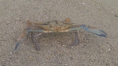 Callinectes marginatus