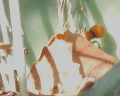 Pseudomethoca propinqua