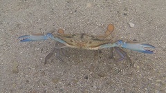 Callinectes marginatus