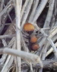 Pseudomethoca propinqua