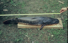 Pseudoplatystoma
