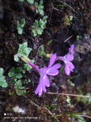 Primula flagellaris