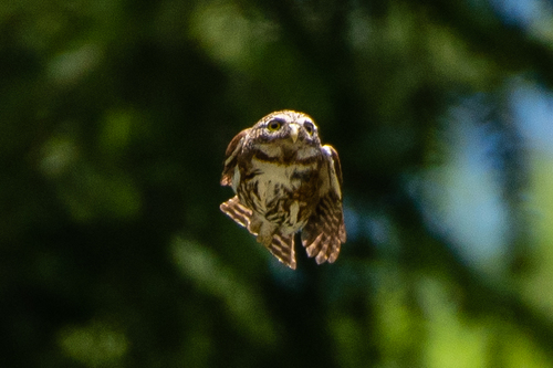 Northern Pygmy-Owl photographed in Oregon