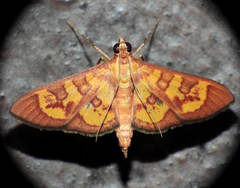 Prenesta scyllalis