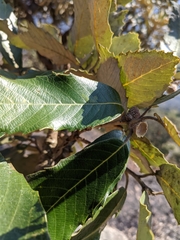 Quercus lanata