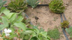 Phoenicurus ochruros