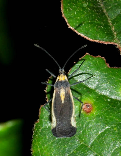 Teleonemia tricolor
