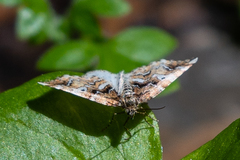 Enchoria lacteata