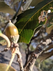 Quercus lanata