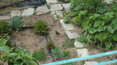 Phoenicurus ochruros