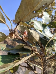 Quercus lanata