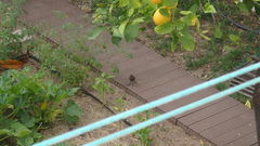 Phoenicurus ochruros