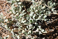 Salvia pachyphylla