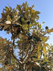 Quercus lanata