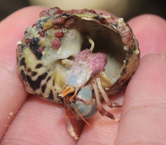 Clibanarius tricolor