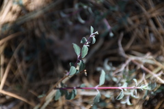 Symphoricarpos longiflorus
