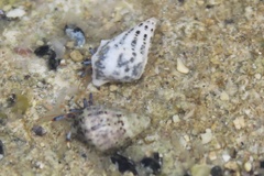 Clibanarius tricolor