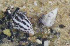 Clibanarius tricolor