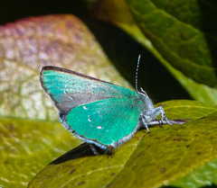 Callophrys dumetorum
