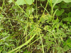 Cyperus ochraceus