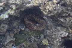 Bunodosoma granuliferum