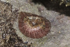 Bunodosoma granuliferum