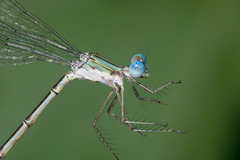 Lestes forficula