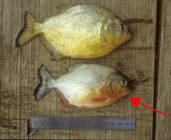 Pygocentrus nattereri