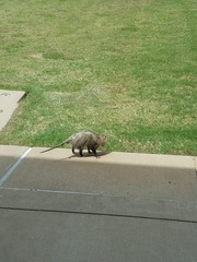 Didelphis virginiana