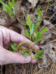 Vaccinium tenellum