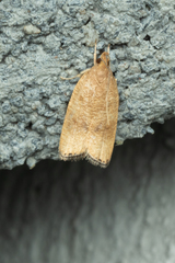 Psilocorsis cryptolechiella
