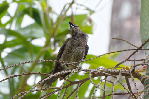 Scaly-breasted Thrasher (Allenia fusca), photo 2