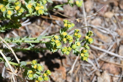 Euphorbia lurida