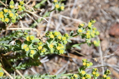 Euphorbia lurida