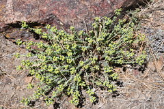 Euphorbia lurida