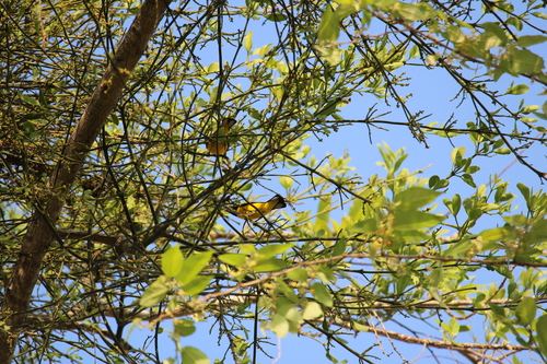 Scrub Euphonia (Euphonia affinis), photo 9