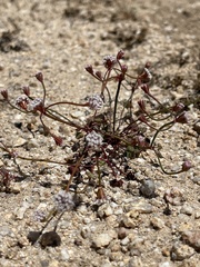 Eriogonum nortonii