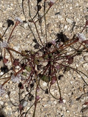 Eriogonum nortonii