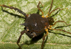 Acanthoprocta conica